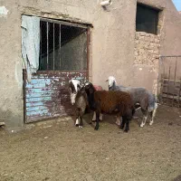 قوچ بره قوچی