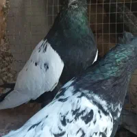 سینه ی|پرنده|بندرعباس, |دیوار