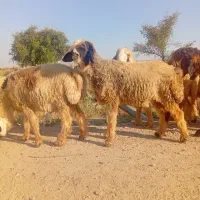 قوچ‌میش‌بز