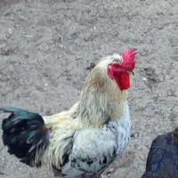 خروس آواز خوان و خوش صدا
