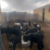 کهره سبک