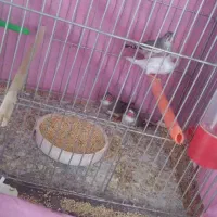 دو جفت فنچ نیمه بالغ درجه۱ مولد