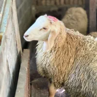 حجاج کربلایی قربانی مصرف خانه