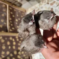 جوجه قناری
