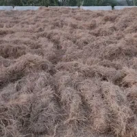 الوفه حیوانی