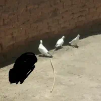 ۳عدد کبوتر دم سیاه