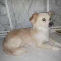 توله پامر 1