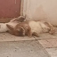 ۱۶عدد خرگوش لپ و ساده