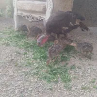 بوقلمون با ۸جوجه یه ماهه قیمت ۸۵۰۰ و کبوتر پروازی
