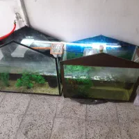 ماهی کپپی خارجی. آکواریوم. پمپ تصفیه