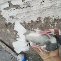 یک جفت کبوتر
