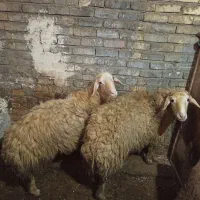 دو‌راس‌قوچ‌نجات‌دار‌سفید