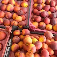 خیار|خوردنی و آشامیدنی|بیرجند, |دیوار