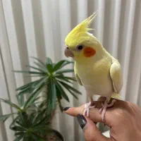 عروس هلندی