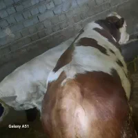 گاو نر گوشتی فروش فوری