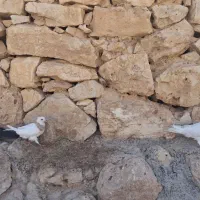 کبوتر