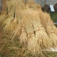 کلوش سرچنا