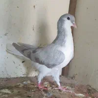 بدرنگ سوسنی ماده