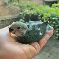جوجه طوطی برزیلی بسیار خوشگل و بامزه