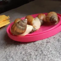 حلزون مناسب و ارزان