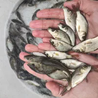 پیش فروش ماهی گرم . لاور . یک بندی