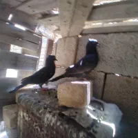 سینه ای