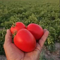 زمین کشاورزی مناسب برای کشت گوجه پاییزه تنگ ارم