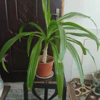 اشک ملکه