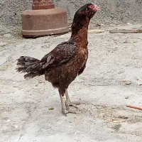لاری پر طوسی ریش دار اصل