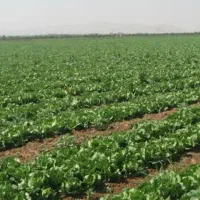 کار در زمین کشاورزی