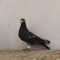 سار سیاه تخته