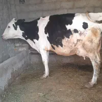 گاوشیری‌بدون‌گوساله
