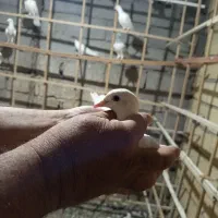 کبوتر پتی واله