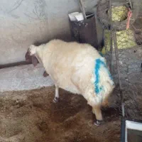 قوچ