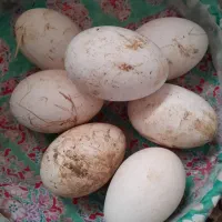 تخم غاز نطفه دار تخم مرغ نطفه دار