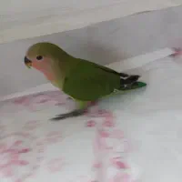 طوطی برزیلی اهلی و دستی