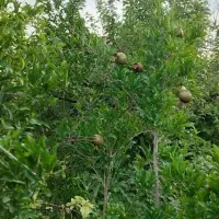 باغ فروشی مشکات