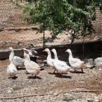 غاز|حیوانات مزرعه|اهواز, اهواز|دیوار