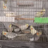 فروش بیست عددعروس هلندی