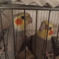 عروس هلندی نر سخنگو