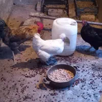 مرغ و خروس محلی
