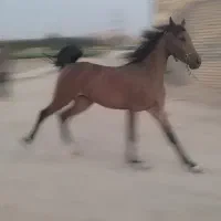 مادیون