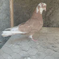 کبوتر پرشی