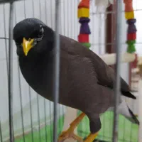 مینا گمشده