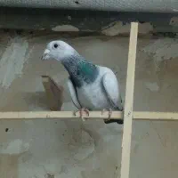 شامی کرمونی نر سینه سرخ