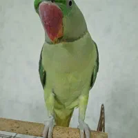 شاه طوطی جوجه نر اسکندر رام سایز کینگ