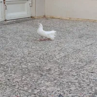 کبوتر