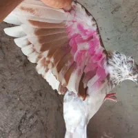 گرگی ماده عروسک