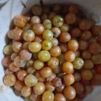 فروش الو کوهی