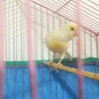 قفاری|پرنده|رشت, پیرکلاچای|دیوار